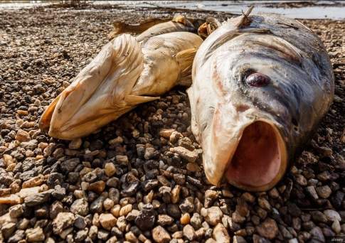 Свыше 50 тонн рыбы погибло в Атырауской области: виновный до сих пор не найден