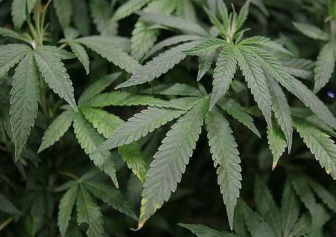 В Казахстане будут культивировать ненаркотическую коноплю