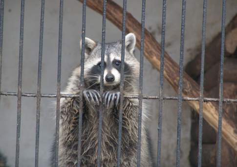 Завершено расследование уголовного дела о хищении 32 млн тенге из кассы Алматинского зоопарка