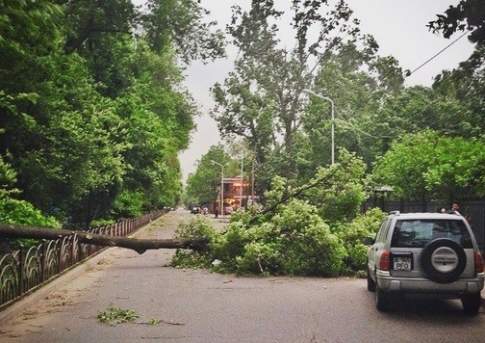 Ураган повалил 24 дерева в понедельник в Алматы