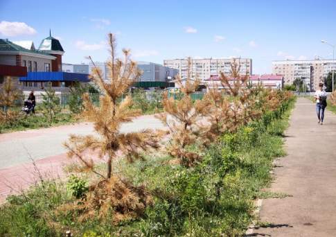 60 тысяч га лесонасаждений планируется высадить в Казахстане в 2016 году