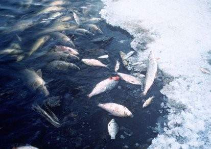 Подтвердилось повышенное содержание аммиака в найденной рыбе в Атырау