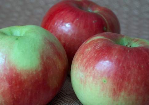 Россия запретила ввоз 140 тонн овощей и фруктов с территории Казахстана