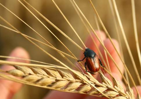 Казахстан ежегодно теряет урожай на 1,5 млн га из-за сельхозвредителей и некачественных пестицидов