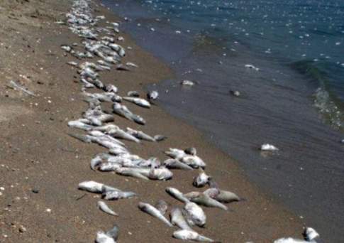 Массовая гибель рыбы зафиксирована в Аральском море в Кызылординской области