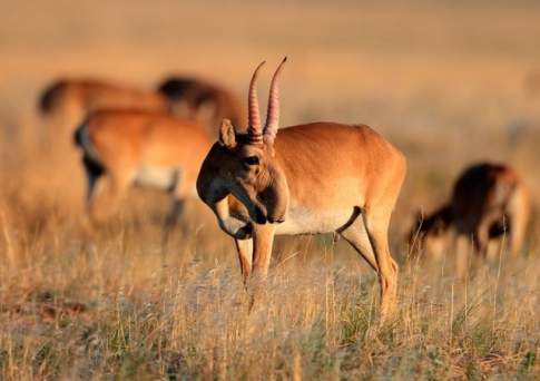 Численность устюртских сайгаков сократилась за 3 года почти в 3 раза