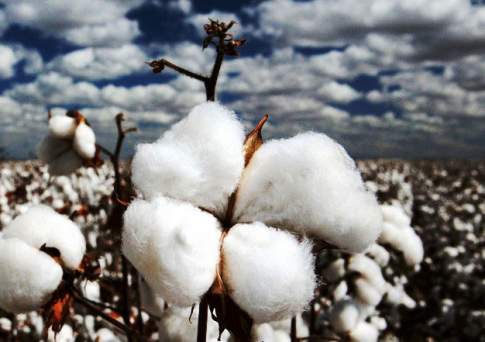 Южноказахстанское хлопковолокно экспортируют в Чехию и Индию