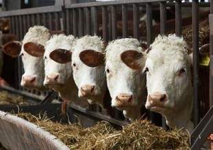 В Западном Казахстане с начала года обнаружено более тысячи голов больного бруцеллезом скота