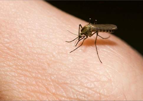 Укушенная комаром женщина в Астане изначально отказывалась от госпитализации, объяснили врачи