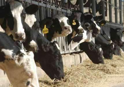 В Актау, Жанаозене и 3 районах Мангистауской области намерены ввести ограничительные меры из-за бешенства