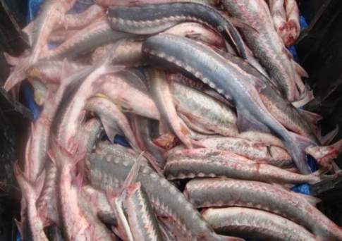 В Мангистауской области сотрудников рыбнадзора задержали с осетриной