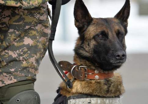 Наркокурьера с крупной партией гашиша задержали в Алматинской области