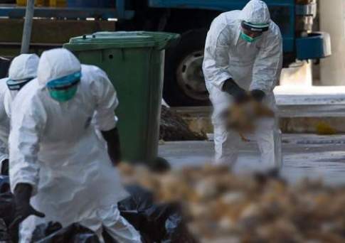 Случаи ввоза «птичьего» гриппа в Казахстан в 2016 году не подтвердились