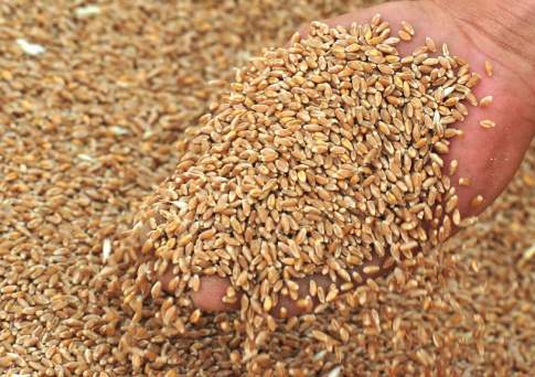 Казахстан экспортировал около 7 млн тонн зерна