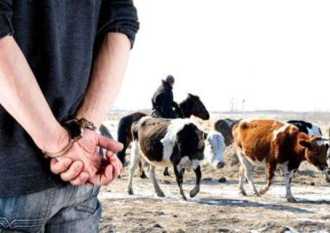 Ужесточить законодательство за повторные кражи скота предложило МВД РК