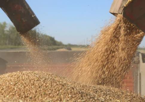 22,78 млн тонн зерна намолочено в Казахстане