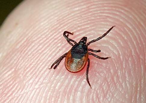 Факт заражения клещевым энцефалитом зафиксирован в Алматинской области