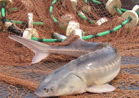 Пять граждан Казахстана и четверо азербайджанцев задержаны за браконьерство в акватории Каспийского моря