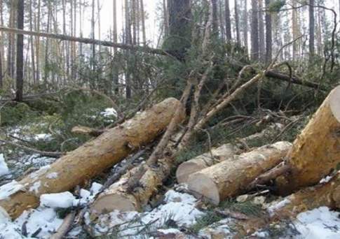 Запретить рубку леса в реликтовом сосновом бору хотят в Павлодарской области до 2020 года