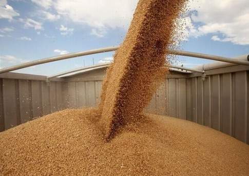 Более 20 млн тонн зерна планируют собрать в РК