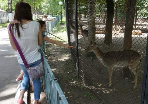 В зоопарке Алматы умер двухлетний жираф
