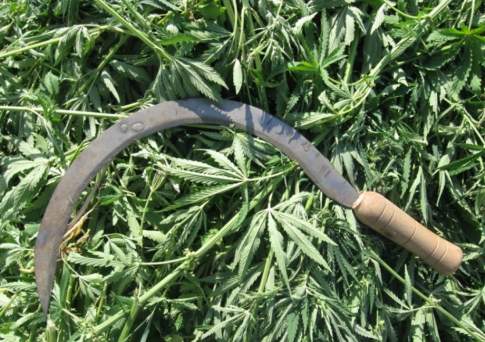 В Алматинской и Жамбылской областях полицейские изъяли более 3 центнеров марихуаны