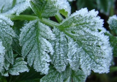 Заморозки ожидаются в Астане и семи областях Казахстана