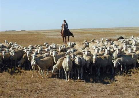 Парламент Казахстана принял закон о пастбищах