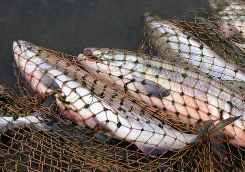 В Атырауской области задержана ОПГ, занимающаяся рыболовным браконьерством