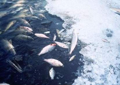 Массовая гибель рыбы снова произошла в Атырауской области
