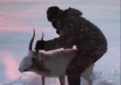 Издевавшихся над сайгаком героев видео в Акмолинской области подозревают в незаконной охоте