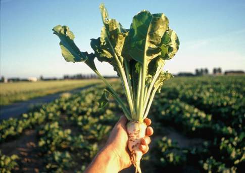 Поля сахарной свеклы хотят увеличить в 1,5 раза к 2022 году в Алматинской области