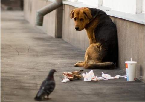 Запретить выбрасывать собак и кошек на улицы Алматы намерены в городском акимате