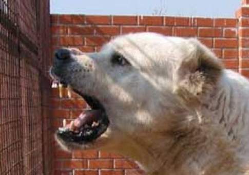 Собака породы алабай напала на 13-летнего мальчика в Атырау