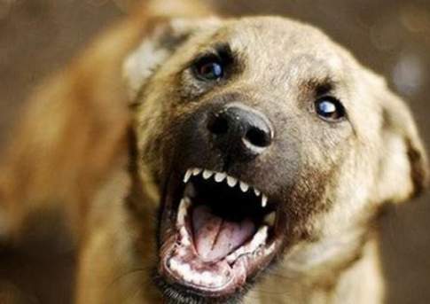 Собака насмерть загрызла 6-летнего ребенка в Акмолинской области