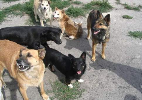 Почти 1 млрд тенге выделили на отлов и уничтожение бродячих кошек и собак в 2018 году в Казахстане