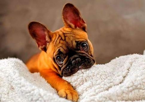 Назарбаев подарил на Новый год девочке из Алматы французского бульдога