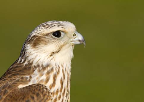 На 1,5 года лишения свободы осужден сотрудник международного аэропорта Астаны за контрабанду редких птиц