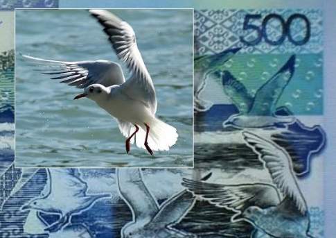 Швейцарский фотограф обвиняет Нацбанк РК в нарушении авторских прав