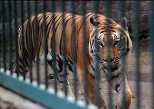 Неизвестный астанчанин отдал Алматинскому зоопарку амурского тигра