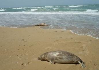  Специалисты выясняют причину гибели тюленей на побережье Каспия