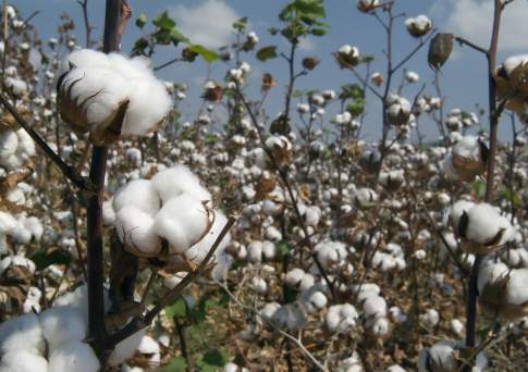 В Мактааральском районе погибли хлопковые плантации на 10 тыс. га