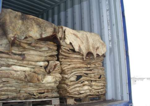 57 тонн шкур КРС незаконно пытались вывезти из Казахстана в Россию
