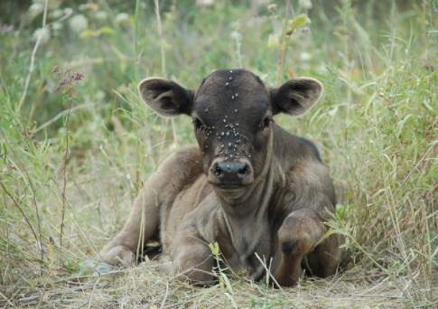 Если корова мычать перестала