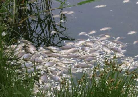 На рыбу в Ори напали хвори