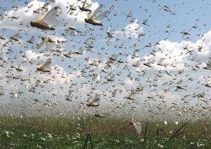 Вредители будут уничтожены