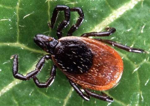 Паразитов берут в клещи