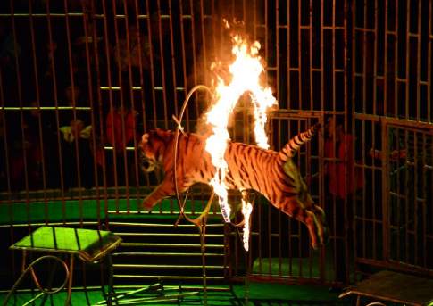 Ап! И тигры  у ног его  сели...