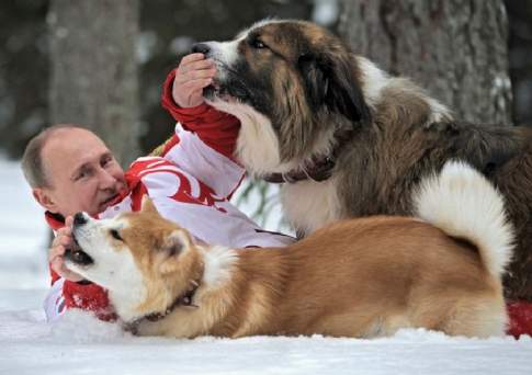 Какая это собака?!