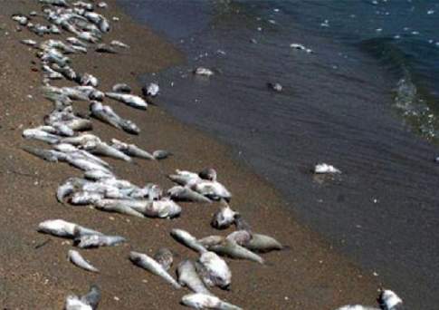 Мёртвый Понт